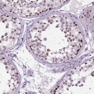 Anti-TBPL1 antibody produced in rabbit 