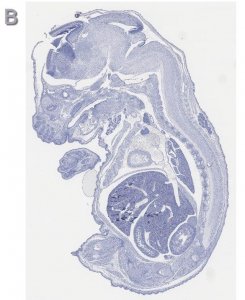 Anti-Tbr2 Antibody, clone 3M12, ZooMAb� Rabbit Monoclonal 