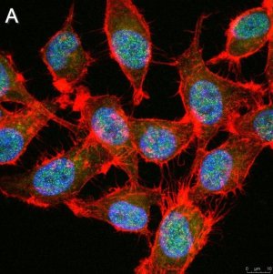 Anti-TCF-4 Antibody, clone 1G4 ZooMAb� Rabbit Monoclonal 