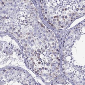 Anti-TDRD1 antibody produced in rabbit 