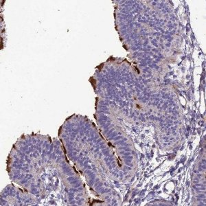 Anti-TEKT3 antibody produced in rabbit HPA044354-100UL