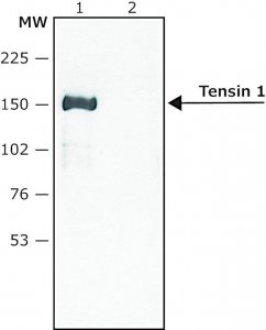 Anti-Tensin 1 antibody produced in rabbit 