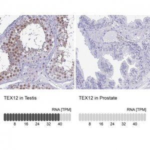 Anti-TEX12 antibody produced in rabbit 