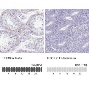 Anti-TEX19 antibody produced in rabbit 