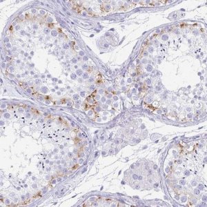 Anti-TEX19 antibody produced in rabbit 