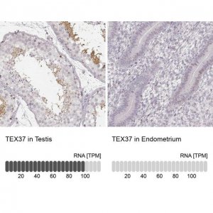 Anti-TEX37 antibody produced in rabbit 