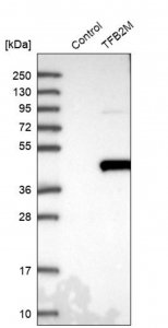 Anti-TFB2M antibody produced in rabbit 