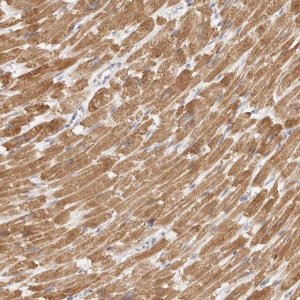 Anti-TFB2M antibody produced in rabbit 