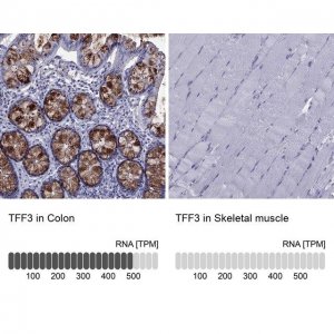 Anti-TFF3 antibody produced in rabbit 