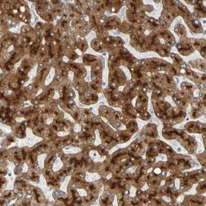 Anti-TFR2 antibody produced in rabbit 