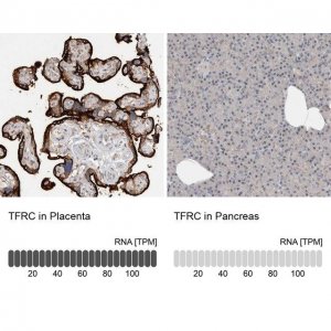 Anti-TFRC antibody produced in rabbit 