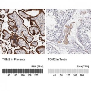 Anti-TGM2 antibody produced in rabbit 