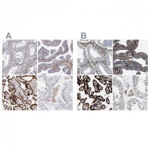 Anti-TGM2 antibody produced in rabbit 