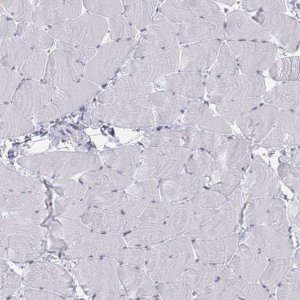 Anti-TH antibody produced in rabbit 