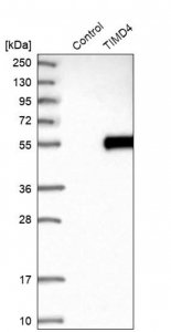 Anti-TIMD4 antibody produced in rabbit 