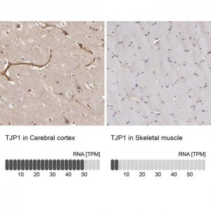 Anti-TJP1 antibody produced in rabbit 