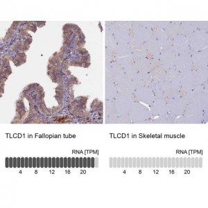 Anti-TLCD1 antibody produced in rabbit 