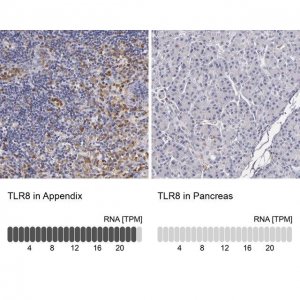 Anti-TLR8 antibody produced in rabbit 