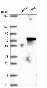 Anti-TMC4 antibody produced in rabbit 