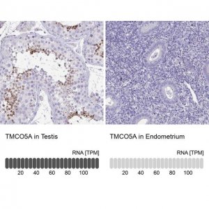 Anti-TMCO5A antibody produced in rabbit 