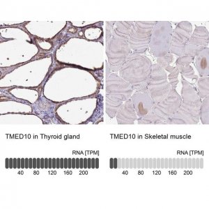 Anti-TMED10 antibody produced in rabbit 