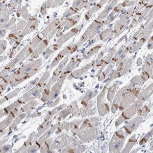 Anti-TMEM102 antibody produced in rabbit 