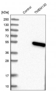 Anti-TMEM130 antibody produced in rabbit HPA012928-100UL