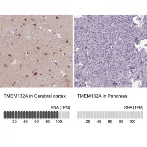 Anti-TMEM132A antibody produced in rabbit 