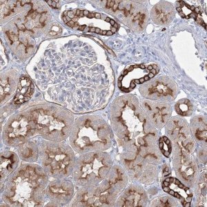 Anti-TMEM139 antibody produced in rabbit 