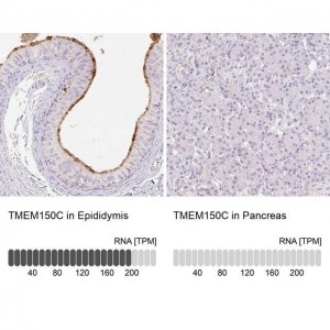 Anti-TMEM150C antibody produced in rabbit 