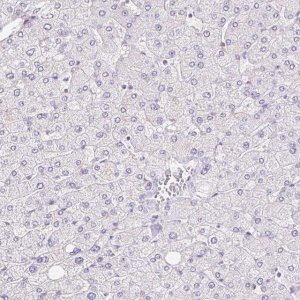 Anti-TMEM150C antibody produced in rabbit 