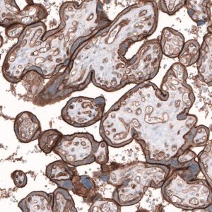 Anti-TMEM2 antibody produced in rabbit 