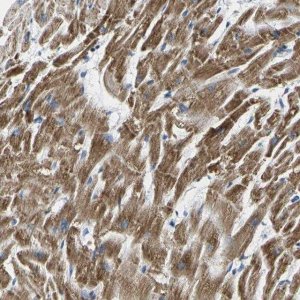 Anti-TMEM204 antibody produced in rabbit 