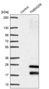 Anti-TMEM208 antibody produced in rabbit HPA041949-100UL