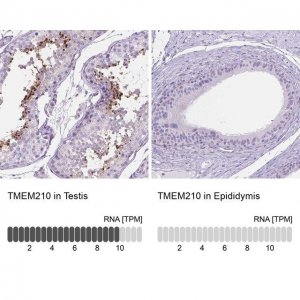 Anti-TMEM210 antibody produced in rabbit 