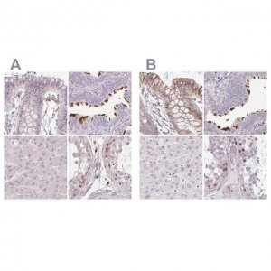Anti-TMEM237 antibody produced in rabbit 