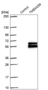 Anti-TMEM259 antibody produced in rabbit 