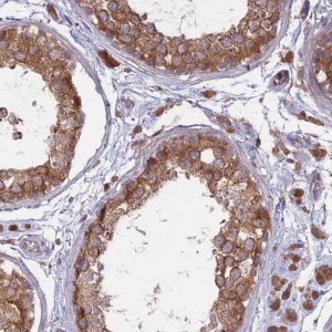 Anti-TMEM259 antibody produced in rabbit 