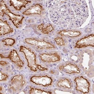 Anti-TMEM37 antibody produced in rabbit 