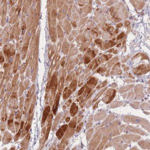 Anti-TMOD1 antibody produced in rabbit 