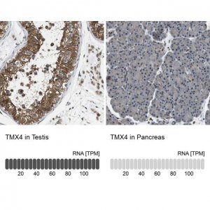 Anti-TMX4 antibody produced in rabbit 