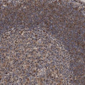 Anti-TNFRSF13B antibody produced in rabbit 