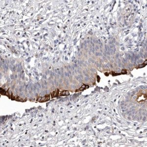Anti-TNFSF14 antibody produced in rabbit 