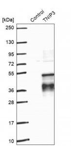 Anti-TNIP3 antibody produced in rabbit HPA043063-100UL