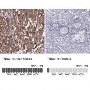 Anti-TNNC1 antibody produced in rabbit 