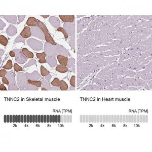 Anti-TNNC2 antibody produced in rabbit 