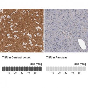 Anti-TNR antibody produced in rabbit 