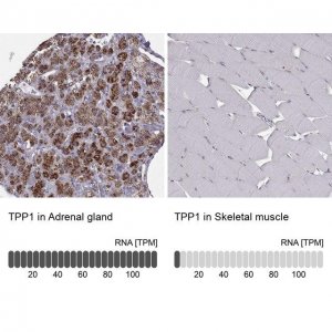 Anti-TPP1 antibody produced in rabbit 