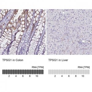 Anti-TPSG1 antibody produced in rabbit 