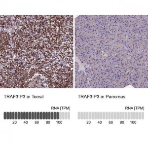 Anti-TRAF3IP3 antibody produced in rabbit 